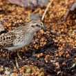Bécasseau minuscule en plumage nuptial