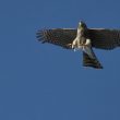 Épervier en train de chasser une hirondelle …