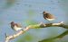 Chevalier guignette | Actitis hypoleucos | Common Sandpiper