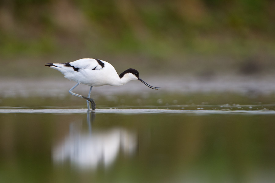 Avocette élégante
