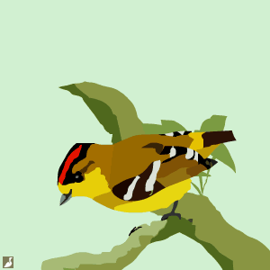 Première observation du Cotinga roitelet depuis 1996