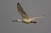Spatule blanche | Platalea leucorodia | Eurasian Spoonbil