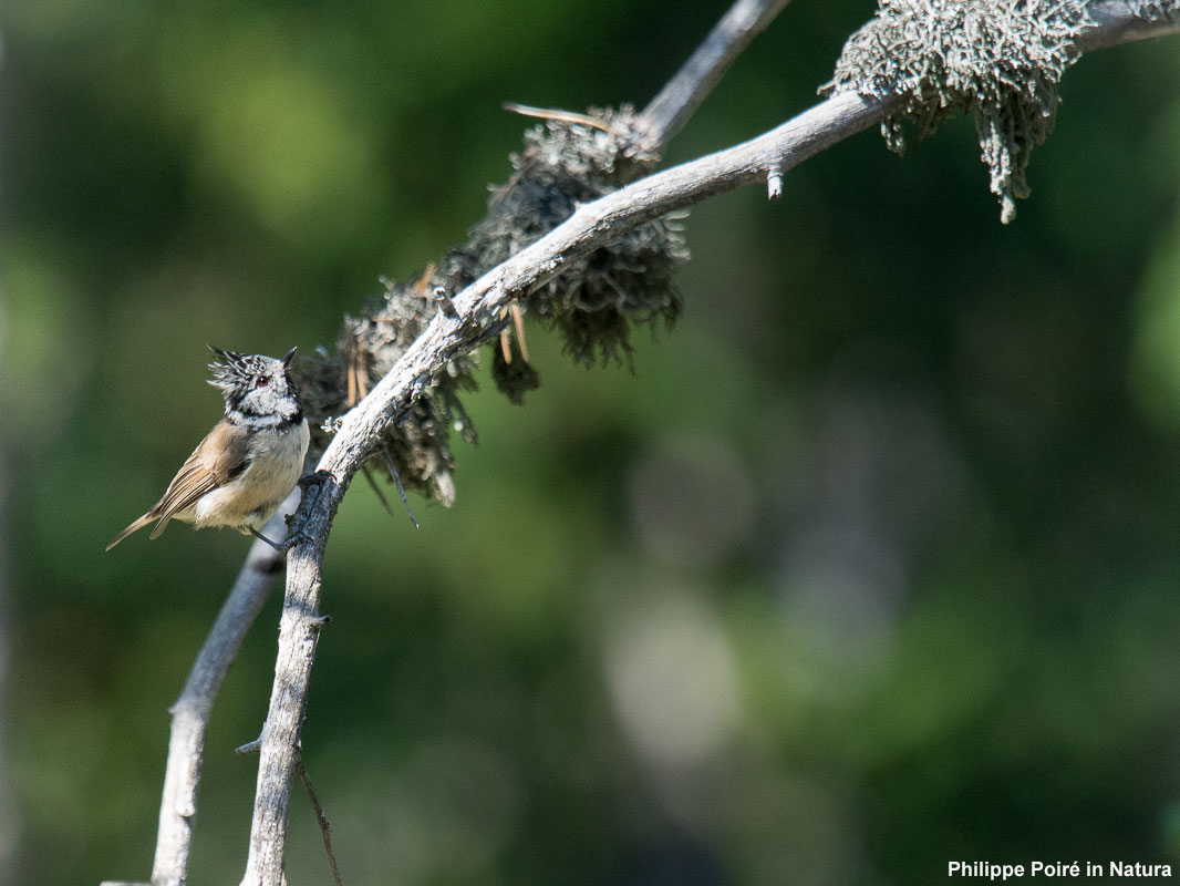 Mésange huppée