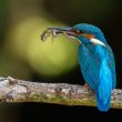 Martin-pêcheur d’Europe apportant une proie