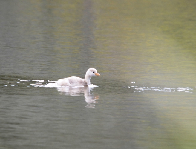 Grèbe castagneux leucique