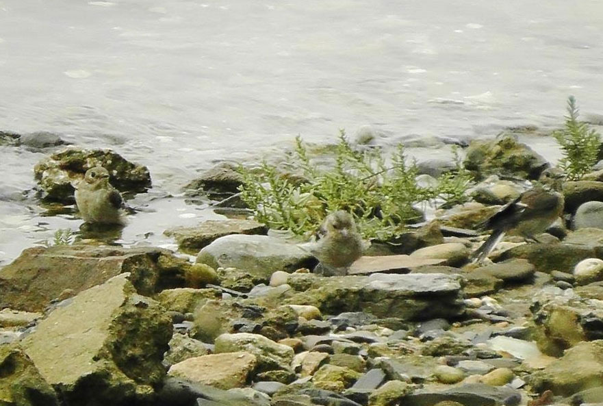 Gobemouches noirs se baignant