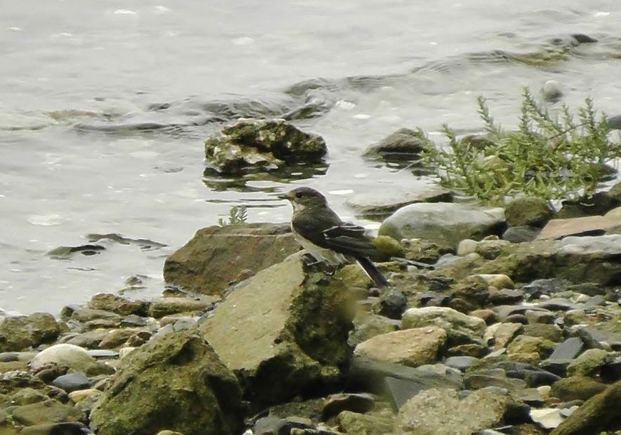 Gobemouche noir se baignant