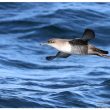 Puffin des Baléares en haute mer