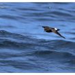 Océanite tempête, soleil et pleine mer