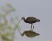 Ibis falcinelle | Plegadis falcinellus | Glossy Ibis