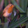 Rougegorge familier au point d&rsquo;eau