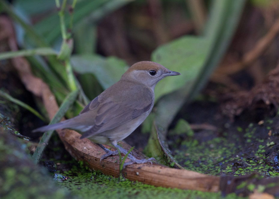 Fauvette à tête noire femelle au point d’eau