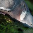 Pigeon ramier au point d&rsquo;eau