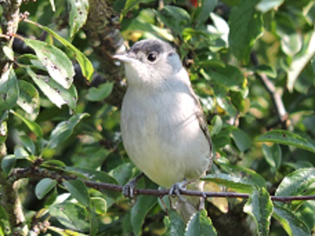 Fauvette à tête noire