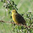 Bruant jaune