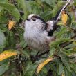 Mésange à longue queue