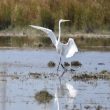La danse de l&rsquo;aigrette