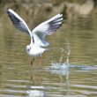 Mouette rieuse en vol