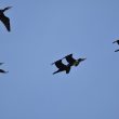 Grand Cormorans en vol