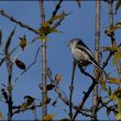 Mésange à longue queue