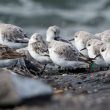Bécasseaux sanderlings adultes bagués