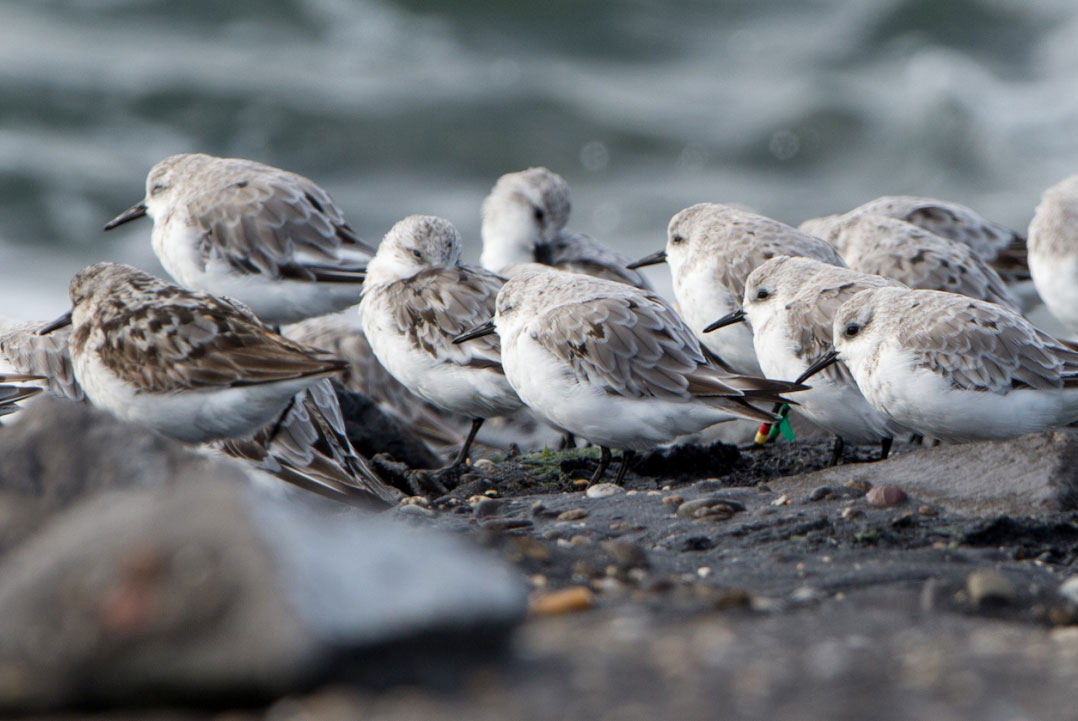 Bécasseaux sanderlings adultes bagués