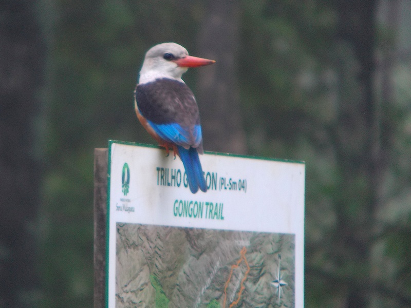 Martin-chasseur à tête grise