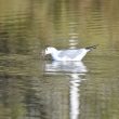 Mouette rieuse barbotant