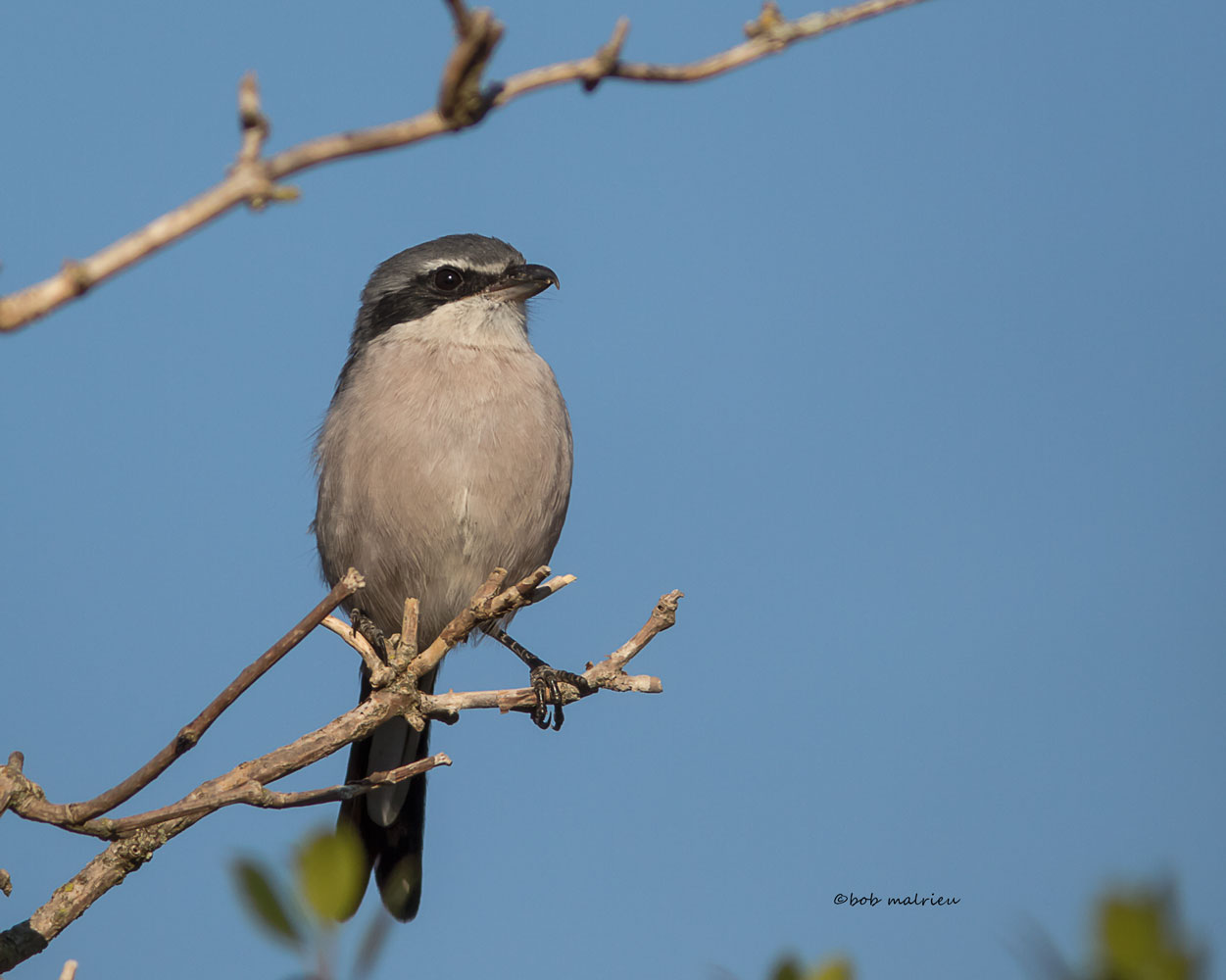 Pie-grièche méridionale