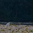 Grande Aigrette