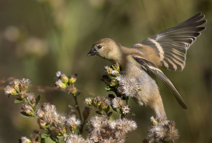 Jeune Chardonneret jaune