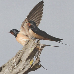 Patrick Fichter nous parle de son livre « Oiseaux migrateurs, secrets de grands voyages »