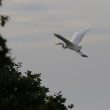 Grande Aigrette en vol