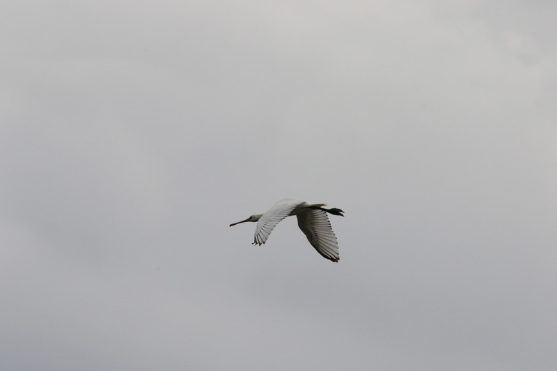 Spatule blanche en vol