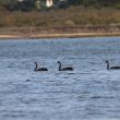 Cygnes noirs près du marais du Duer