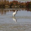 Spatule blanche dans le marais du Duer