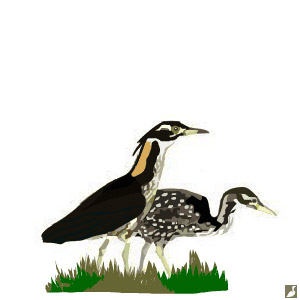 Première reproduction du Bihoreau superbe en captivité