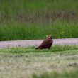 Busard pâle femelle de 2ème année