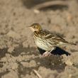Pipit de la Petchora sur Fais Isle
