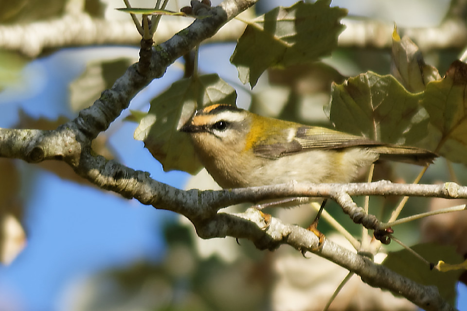 Roitelet à triple-bandeau