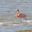 Flamant des Caraïbes en baie de Somme