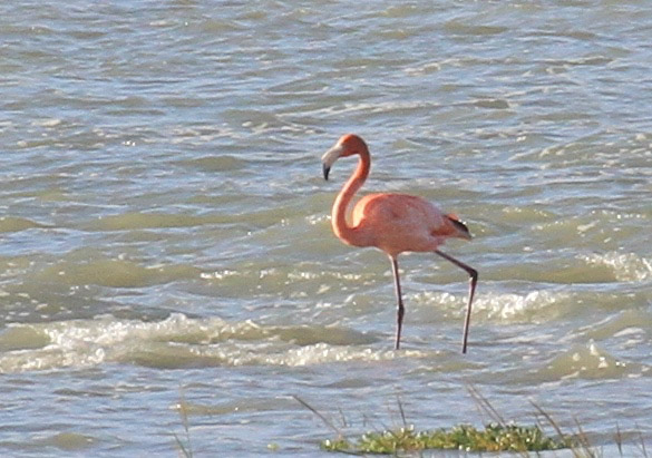 Flamant des Caraïbes en baie de Somme