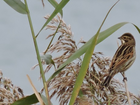 Bruant des roseaux