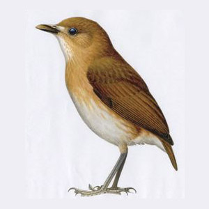 Description d’une nouvelle sous-espèce de Grallaire éteinte dans la nature