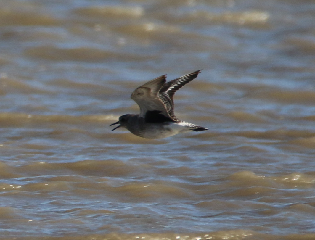 Pluvier argenté en vol