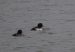 Fuligule morillon | Aythya fuligula | Tufted Duck
