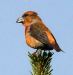 Bec-croisé des sapins | Loxia curvirostra | Red Crossbill