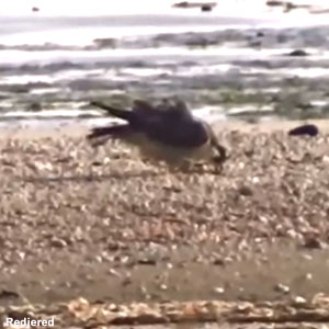 Un Faucon pèlerin avale des coquilles sur une plage des Pays-Bas