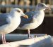 Goéland argenté | Larus argentatus | European Herring Gull
