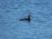 Macreuse brune | Melanitta fusca | Velvet Scoter